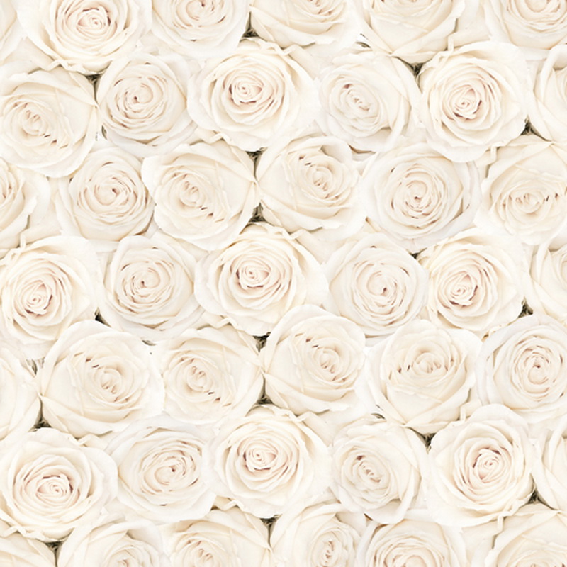 бел цвет рози свадба фотографија позадина студиото на вљубените фотографија backdrops студио свадба позадина Д-1804