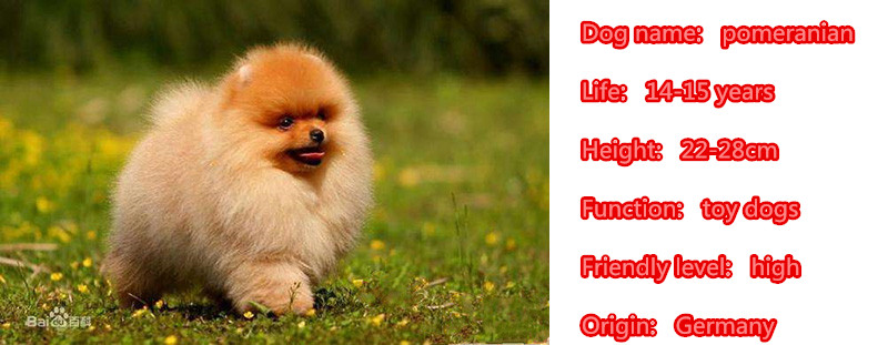 Mdogm 2018 Pomeranian Куче Животинско Брошеви И Игли Одговараат Симпатична Смешно Метал Мали Татко Роденденски Подарок