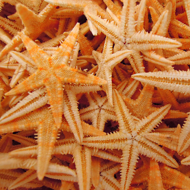 Школка природни conch физички занаети морска ѕвезда природна морска ѕвезда Сушени DIY морска ѕвезда Медитерански Стил Декорација 1-5 cm