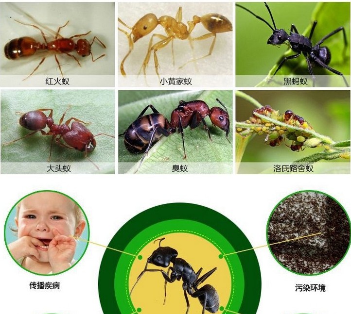 10Packs Контрола на Штетници во Прав Мравка Убиството Мамка Медицина Insecticide Мравките Отвратителен Repeller Стапица Убиец Уништи Мравка Мамки