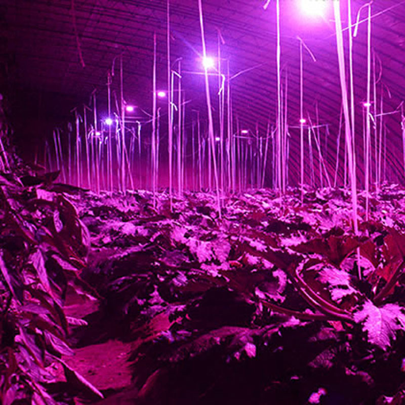 Широк Спектар LED Расте Светлина 18W E14/E27/GU10 центарот на Вниманието Крушка Светилка Цвет Растенијата Стакленички