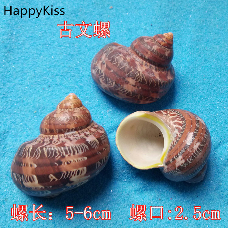 2 парчиња /многу Природни школки занаети Да се држиме свадба партија conch големи природни школки 5-6cm Дома декорација