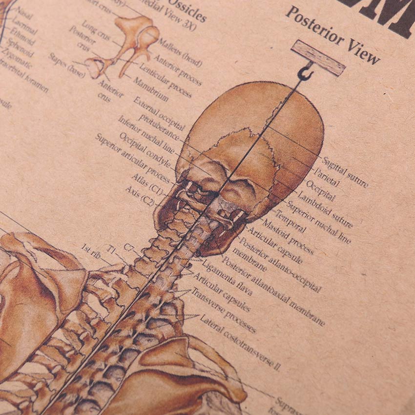 Скелетот на Телото на Структурата на Нервниот Систем Постер Бар Дома Декор Ретро Kraft Хартија Сликарство 42x29cm Ѕид