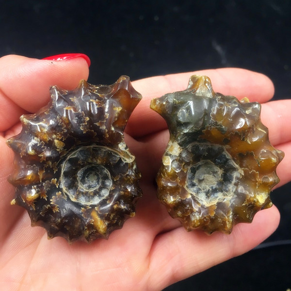 2 парчиња ПРИРОДНИ Полиран Коза Рог Фосилни Ammonite Douvilleiceras Мадагаскар