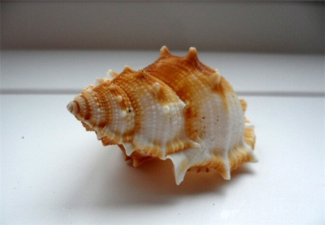 24pcs/многу занаети материјал природни Големи морски школки Conch Големи рамни spines завртка 5-8 cm аквариум декорација